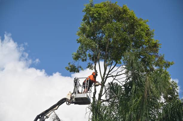 Professional Tree Removal Services in Washington, DC